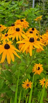 팜모닝 8월 내 작물 자랑하기·참여글 게시글 이미지