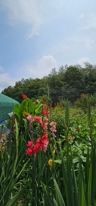 실크로드님의 8월 내 작물 자랑하기 · 참여글 작성글 사진