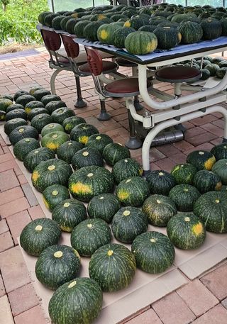 실크로드님의 8월 내 작물 자랑하기 · 참여글 작성글 사진