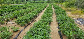 실크로드님의 8월 내 작물 자랑하기 · 참여글 작성글 사진