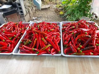 조용철님의 고추 · 영농일지 작성글 사진