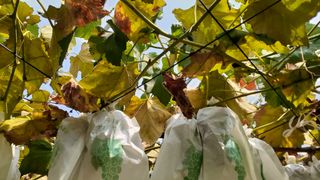 초보텃밭님의 포도 · 병해충상담 작성글 사진