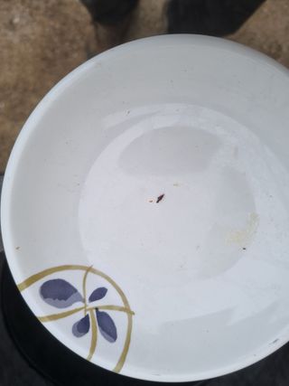 최남단님의 블루베리 · 병해충상담 작성글 사진