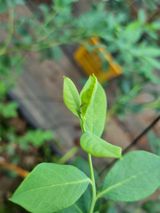 팜모닝 블루베리·병해충상담 게시글 이미지