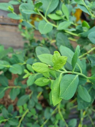 최남단님의 블루베리 · 병해충상담 작성글 사진