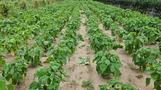 조병대님의 들깨 · 자유게시판 작성글 사진