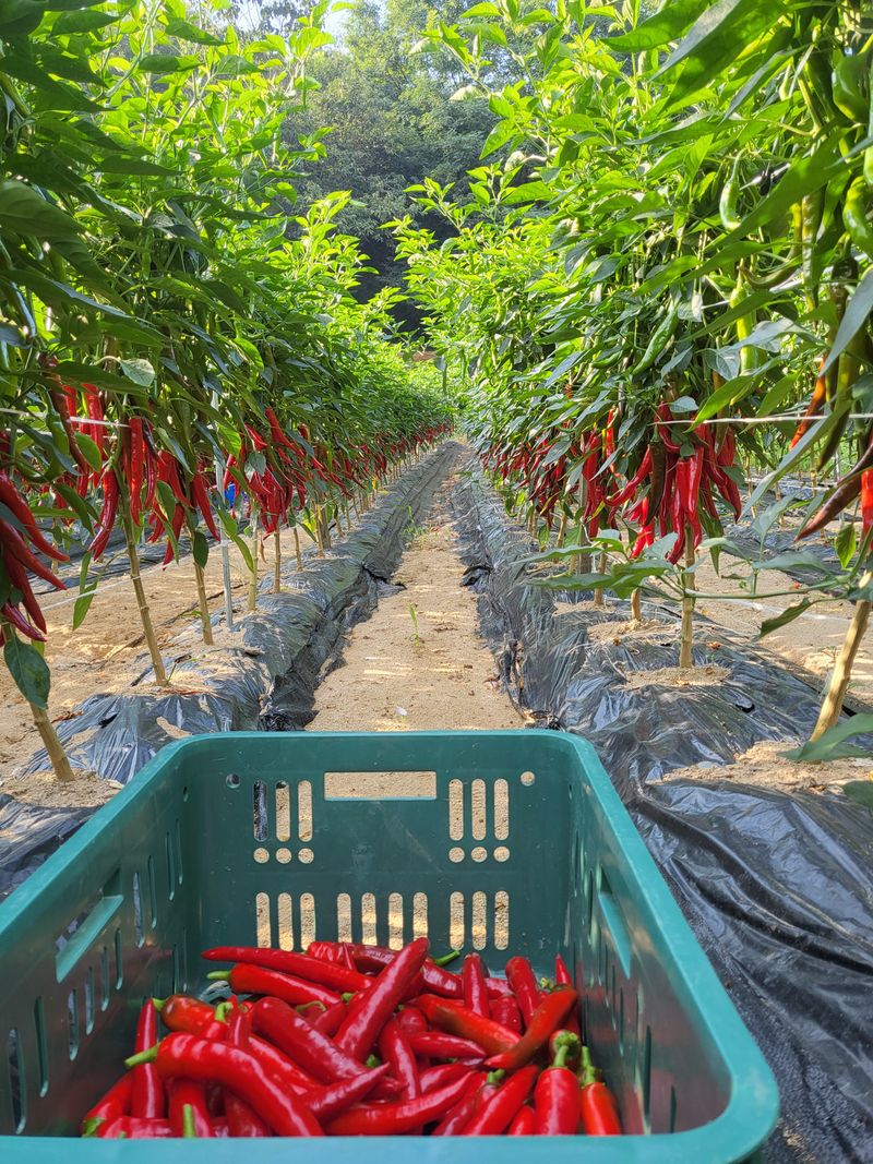 장터 상품 [음성 햇고추가루 1근(500g)] 썸네일