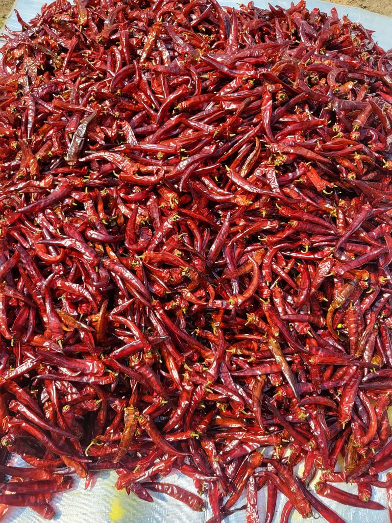 김현옥님의 장터 판매 상품 [음성 햇고추가루 1근(500g)] 첨부 사진