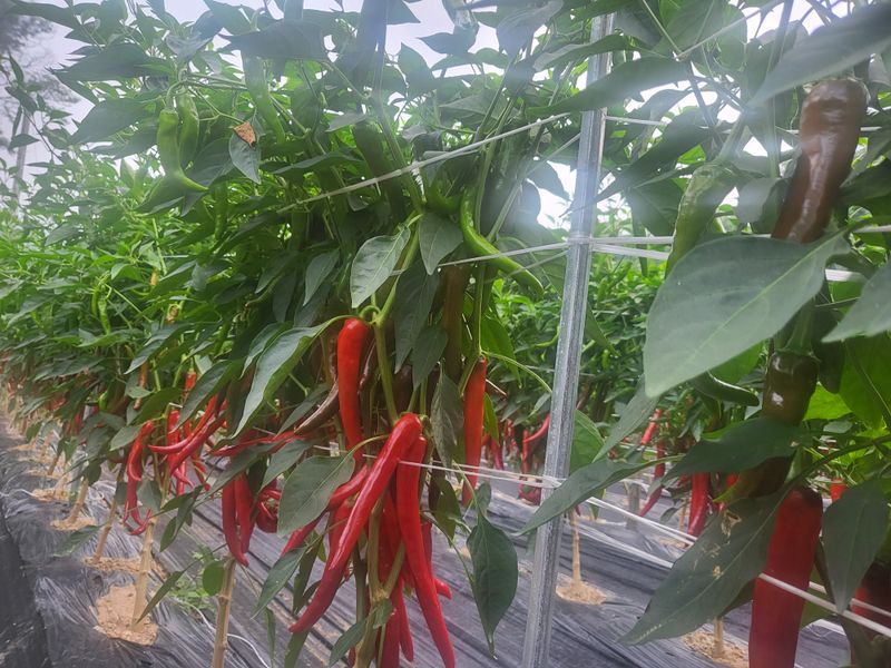 김현옥님의 장터 판매 상품 [음성 햇고추가루 1근(500g)] 첨부 사진