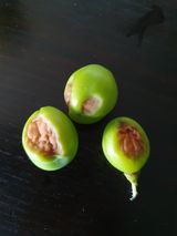 팜모닝 포도·병해충상담 게시글 이미지