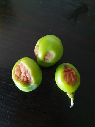 장순호 수노아농원 님의 포도 · 병해충상담 작성글 사진