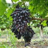 팜모닝 8월 내 작물 자랑하기·참여글 게시글 이미지