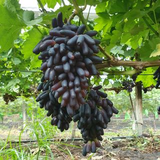 김나영 님의 8월 내 작물 자랑하기 · 참여글 작성글 사진