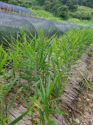 우농부님의 장터이야기 · 자유게시판 작성글 사진