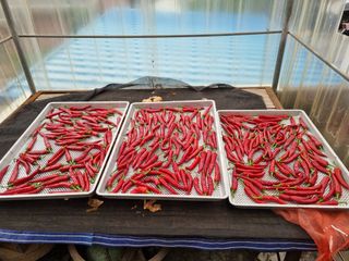 쌍둥이아빠 72님의 고추 · 수확 작성글 사진