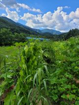 팜모닝 콩·영농일지 게시글 이미지