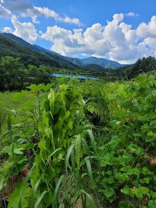 심선옥님의 콩 · 영농일지 작성글 사진