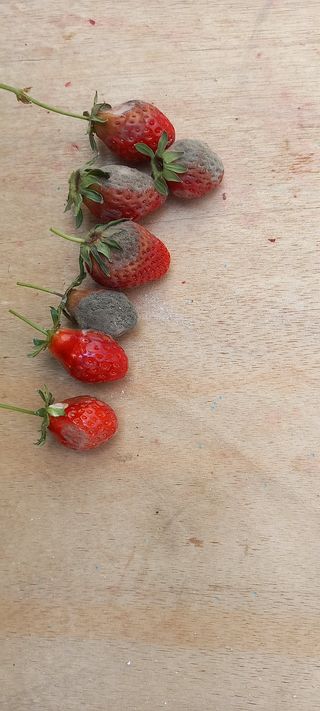 원심님의 딸기 · 병해충상담 작성글 사진