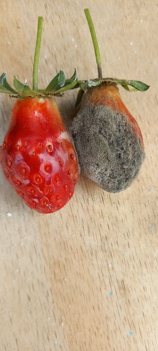 원심님의 딸기 · 병해충상담 작성글 사진