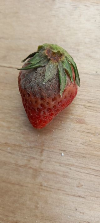 원심님의 딸기 · 병해충상담 작성글 사진