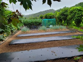 낙엽교목류14371님의 양배추 · 영농일지 작성글 사진