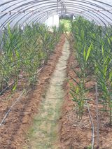 팜모닝 자유주제·자유게시판 게시글 이미지