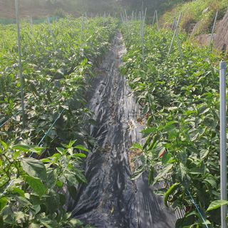 류창열 님의 고추 · 일상 작성글 사진