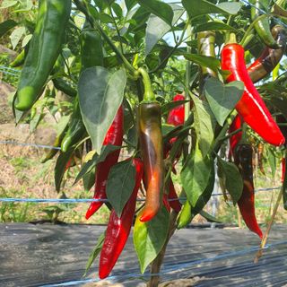 류창열 님의 고추 · 일상 작성글 사진