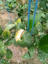 팜모닝 귤·자연재해•동물피해 게시글 이미지