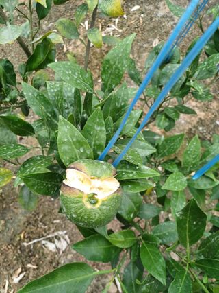 이승규(제주아침)님의 귤 · 자연재해•동물피해 작성글 사진