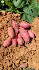 팜모닝 고구마·자유게시판 게시글 이미지