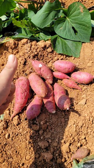 무안선유농원님의 고구마 · 자유게시판 작성글 사진