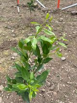 팜모닝 귤·병해충상담 게시글 이미지