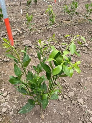 주현정님의 귤 · 병해충상담 작성글 사진