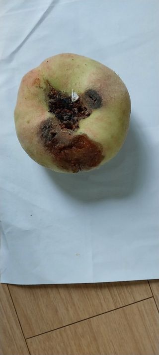 감자7294님의 복숭아 · 병해충상담 작성글 사진