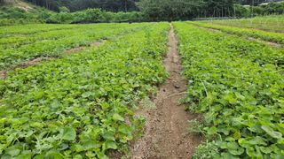 조병대님의 8월 내 작물 자랑하기 · 참여글 작성글 사진