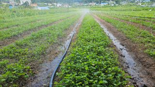 조병대님의 8월 내 작물 자랑하기 · 참여글 작성글 사진