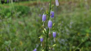 조병대님의 8월 내 작물 자랑하기 · 참여글 작성글 사진
