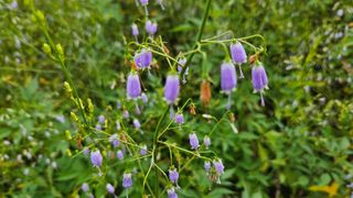 조병대님의 8월 내 작물 자랑하기 · 참여글 작성글 사진