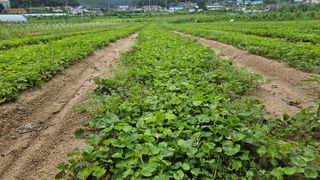 조병대님의 8월 내 작물 자랑하기 · 참여글 작성글 사진