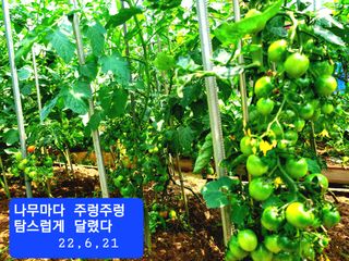 카니발2님의 토마토 · 병해충상담 작성글 사진