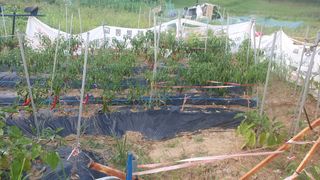 북삼갈메기정환님의 8월 내 작물 자랑하기 · 참여글 작성글 사진