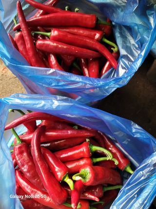 정창훈님의 8월 내 작물 자랑하기 · 참여글 작성글 사진