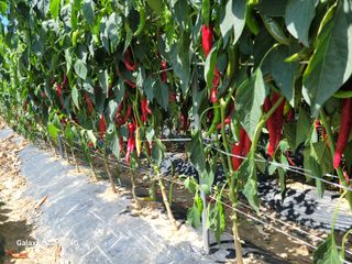 정창훈님의 8월 내 작물 자랑하기 · 참여글 작성글 사진