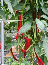 팜모닝 8월 내 작물 자랑하기·참여글 게시글 이미지