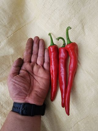 박규선님의 8월 내 작물 자랑하기 · 참여글 작성글 사진