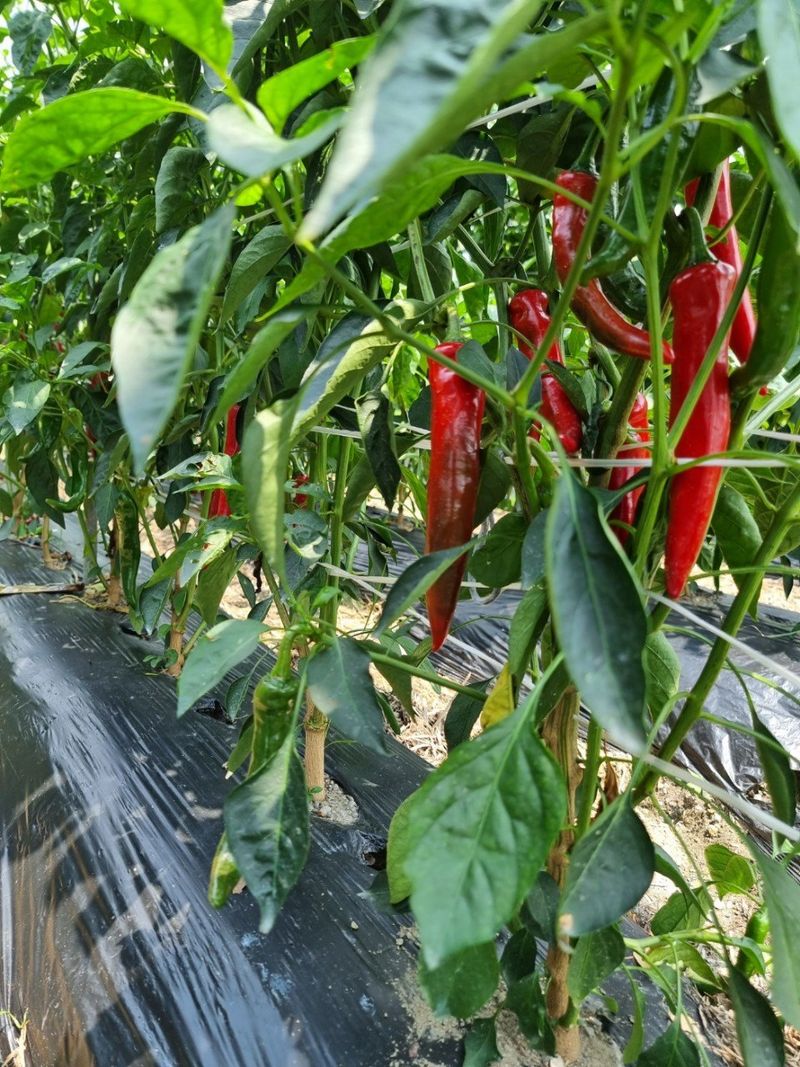 장터 상품 [햇고춧가루 특가행사 마감] 썸네일