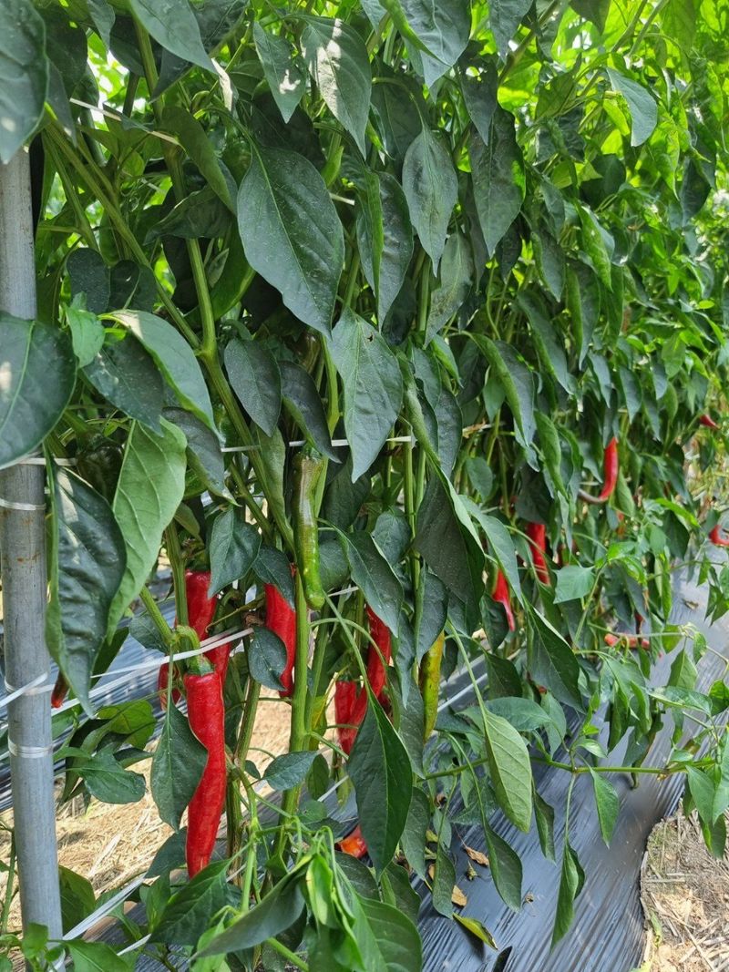 장금이1님의 장터 판매 상품 [햇고춧가루 특가행사 마감] 첨부 사진