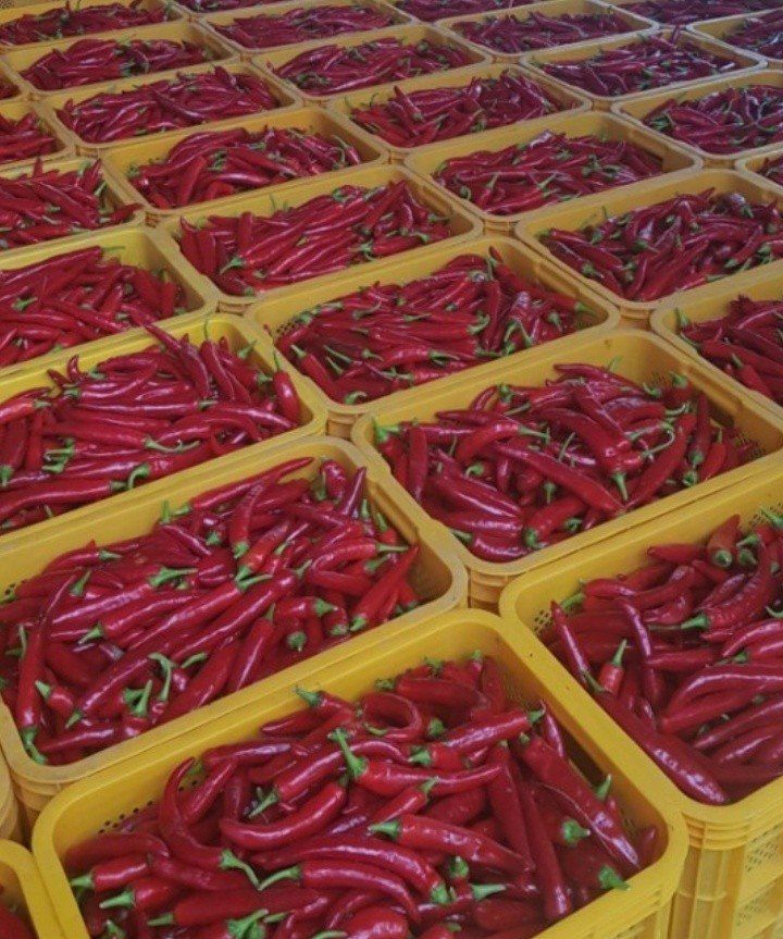 장금이1님의 장터 판매 상품 [햇고춧가루 특가행사 마감] 첨부 사진