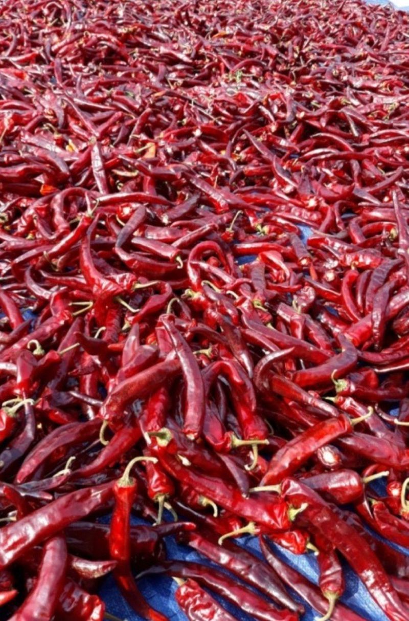 장금이1님의 장터 판매 상품 [햇고춧가루 특가행사 마감] 첨부 사진